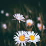 Vintage Daisies