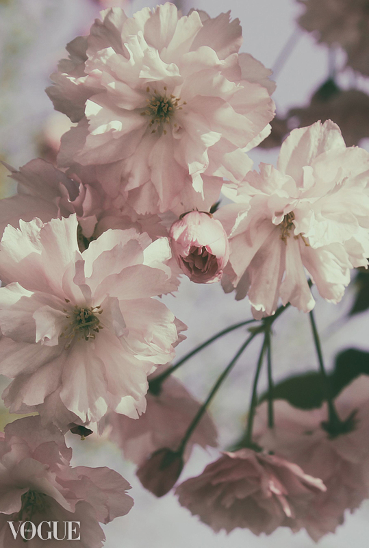 Cherryblossoms