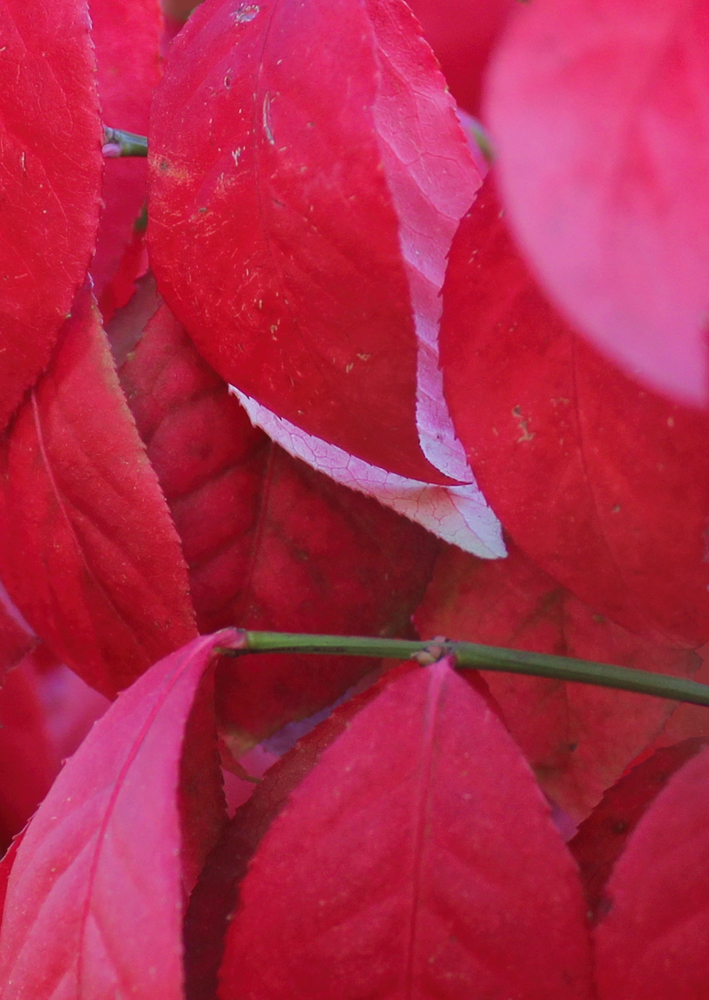 Red Leafs