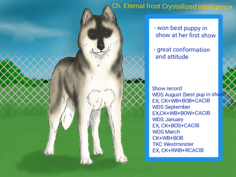 Ch. Eternal frost Crystallized intelligence ad