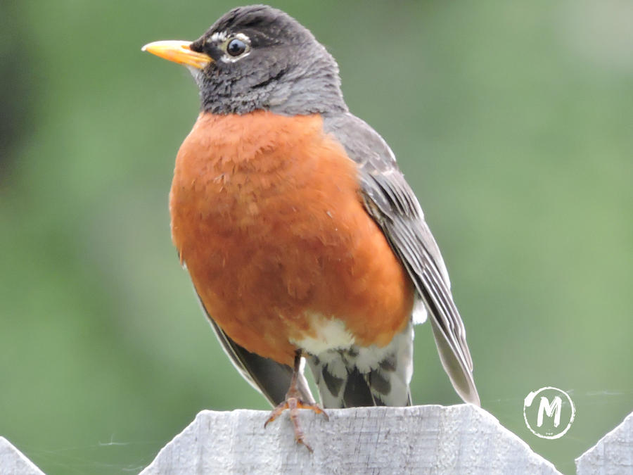 American Robin