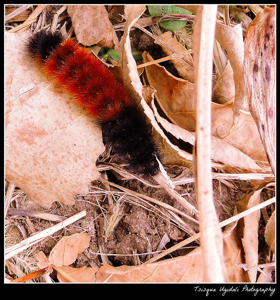 Wooly Bear Caterpillar by Tsisqua-Ugidali