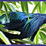 Nicobar Pigeon