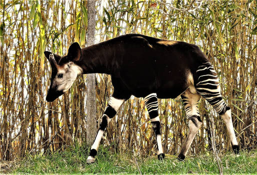 Okapi