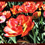 Red and Yellow Tulip Lovers Only