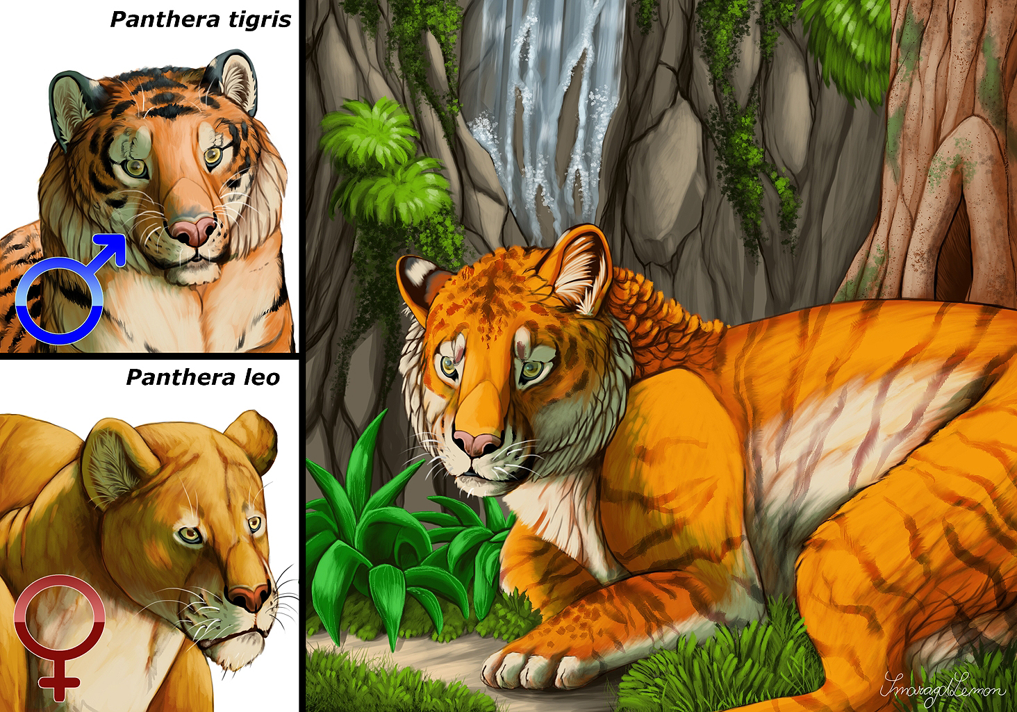 Cat hybrid: Tigon by SmaragdLemoN on DeviantArt Cat hybrid: Tigon by SmaragdLemoN on DeviantArt