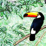 Toucan Sam