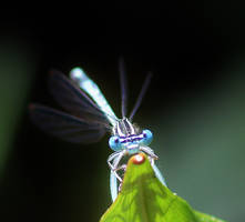 Dassia damselfly and dragonfly 7