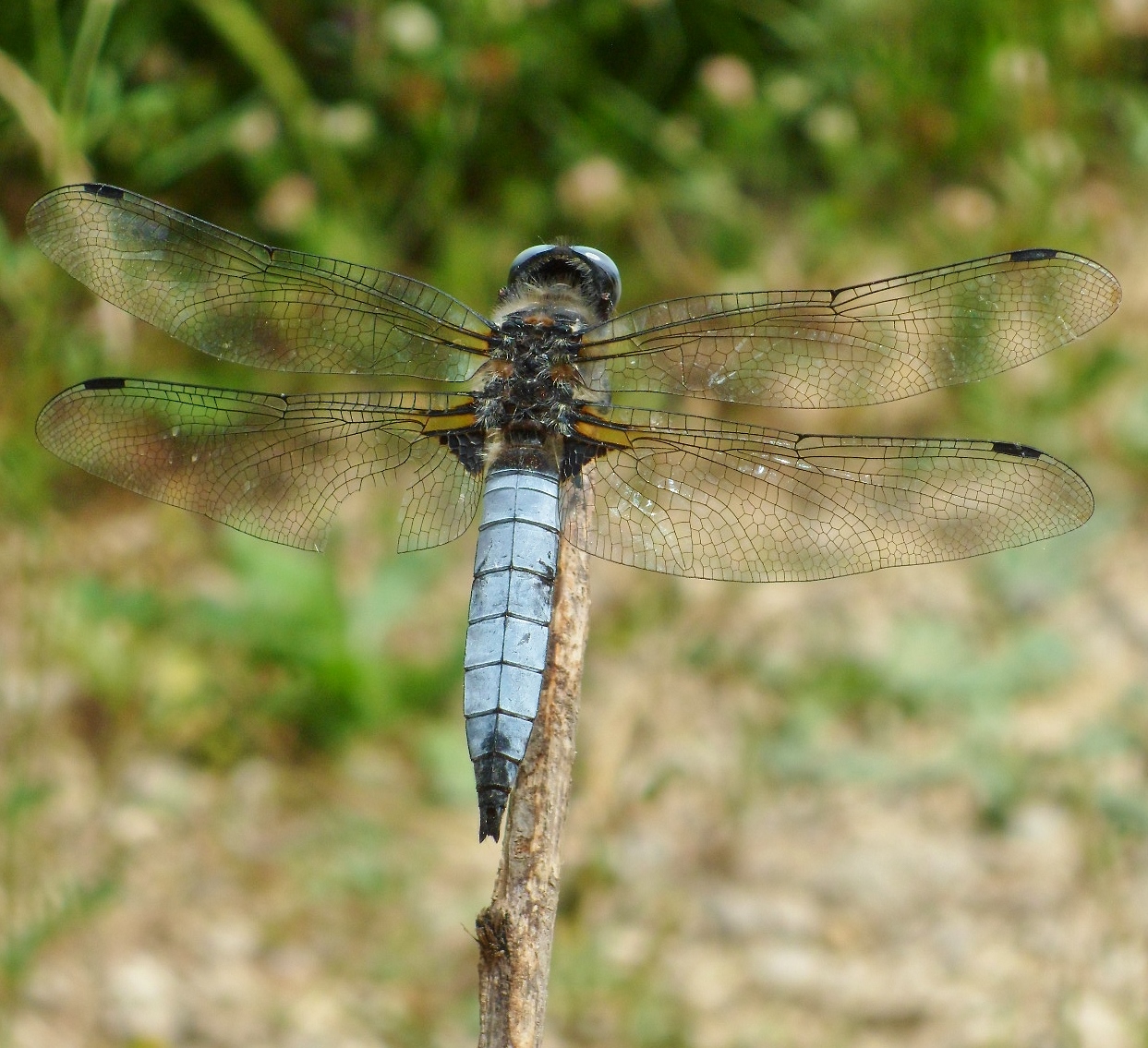 Dassia  dragonfly 5