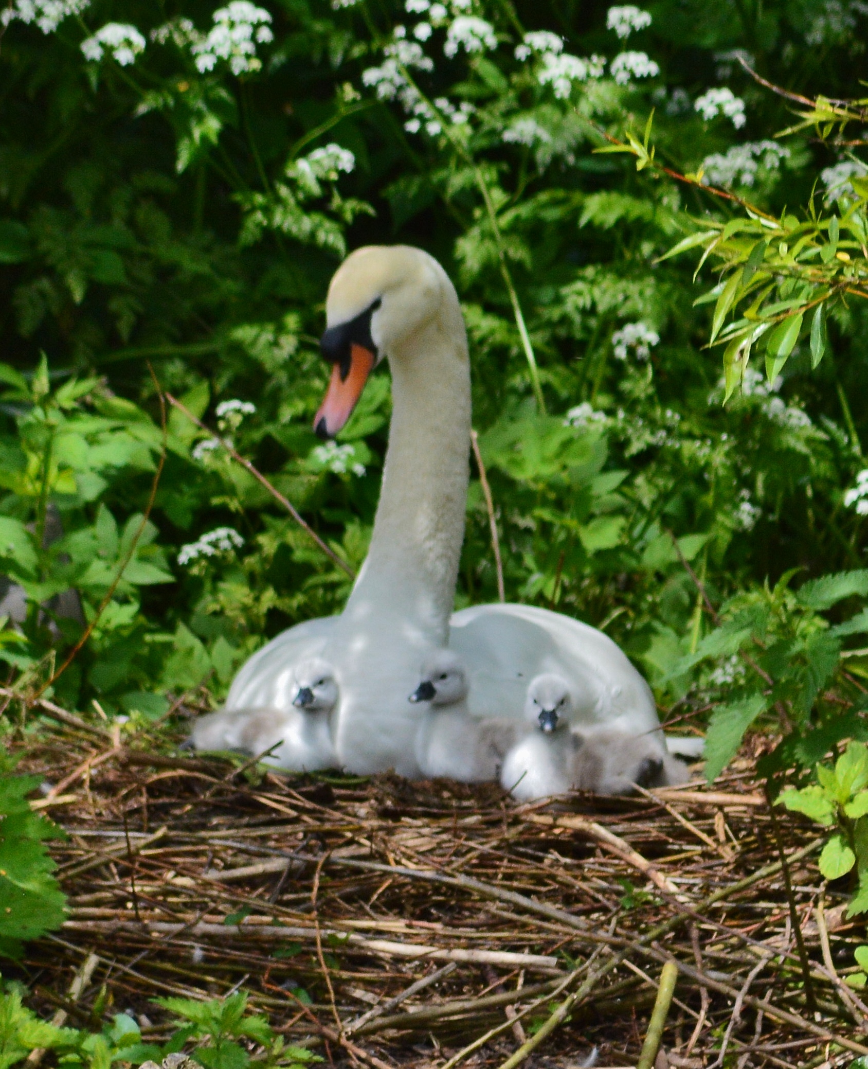 Cygnets 2013