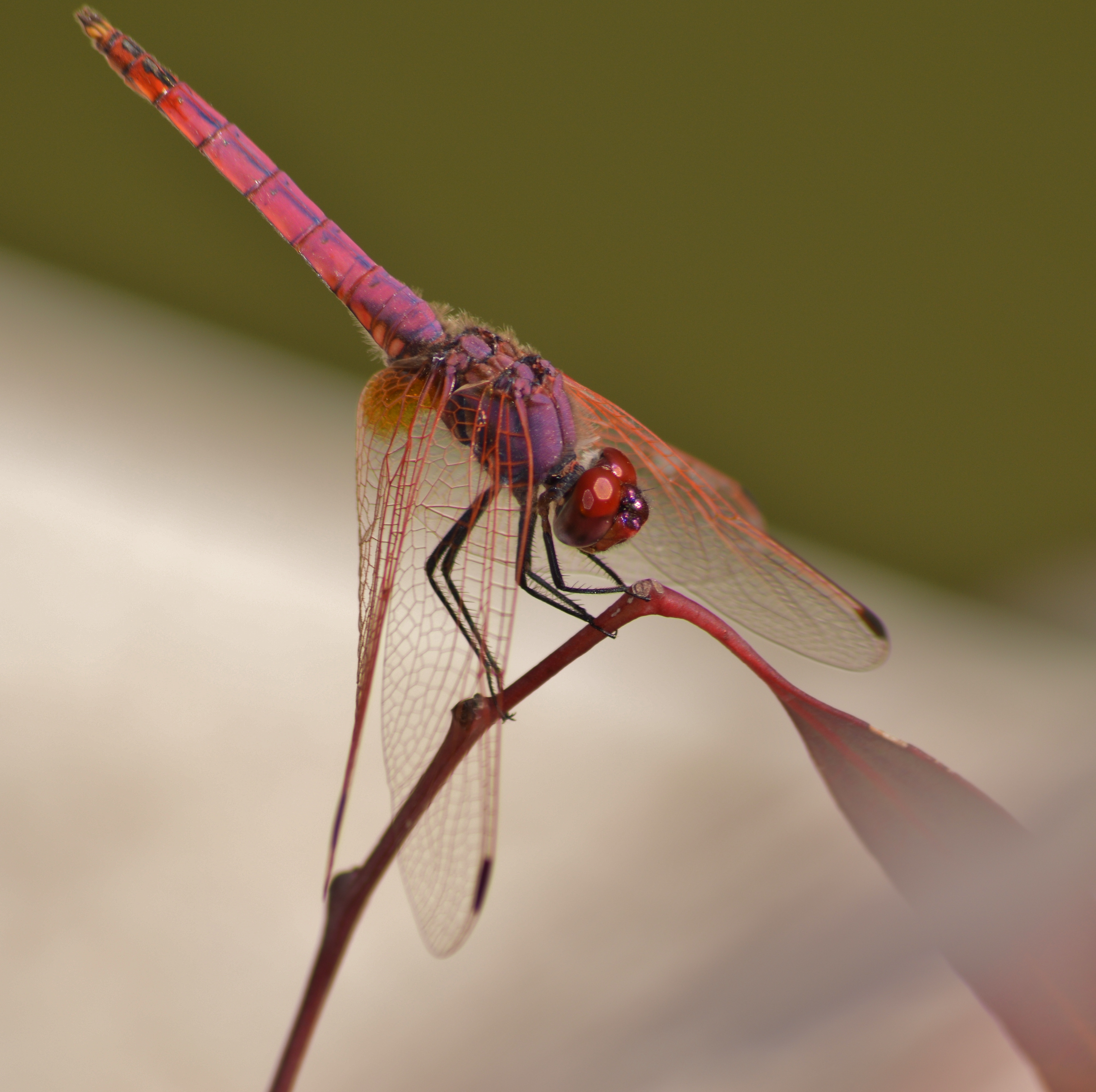 Dassia  dragonfly 6 7