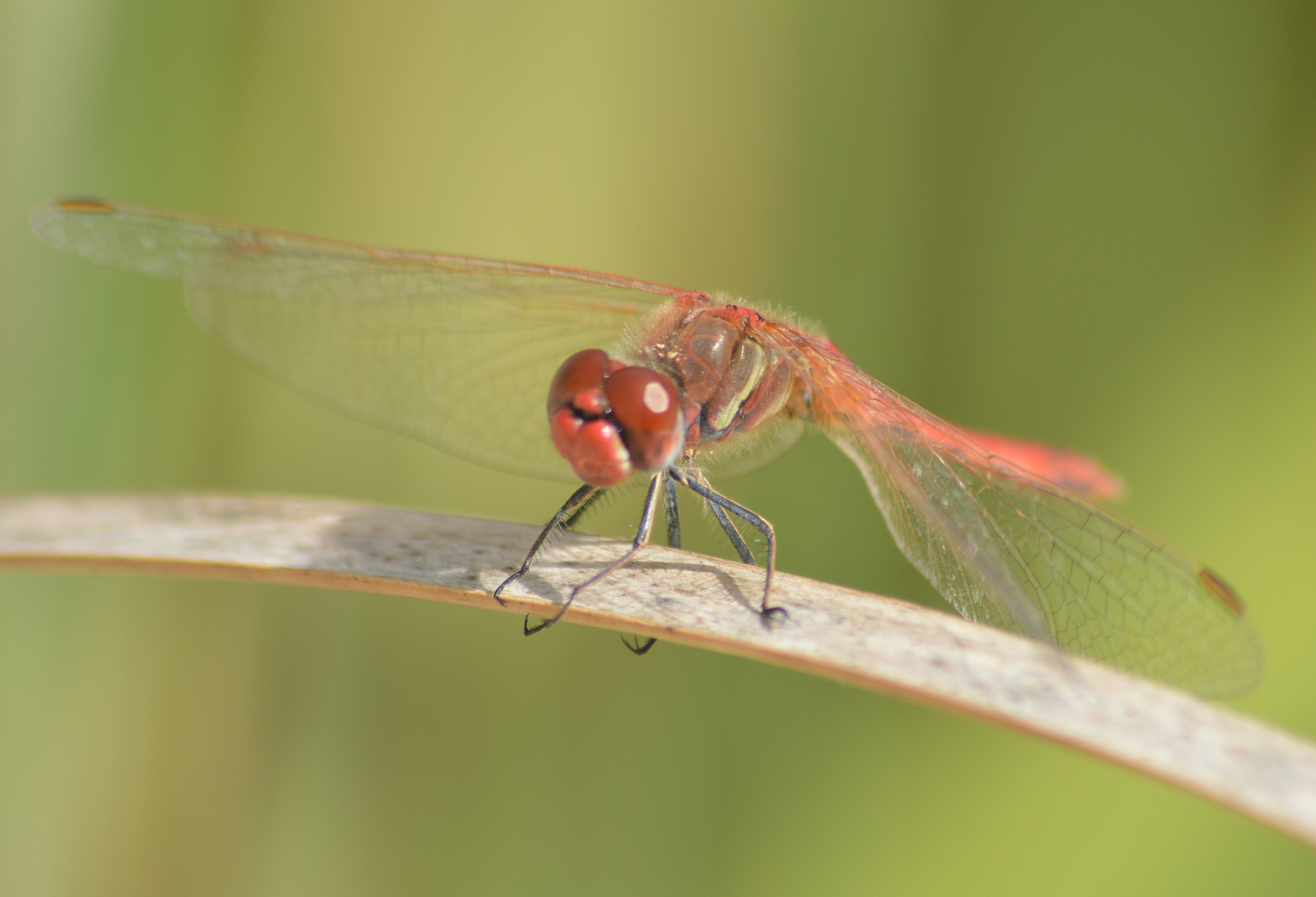 Maltese dragonfly 1 6