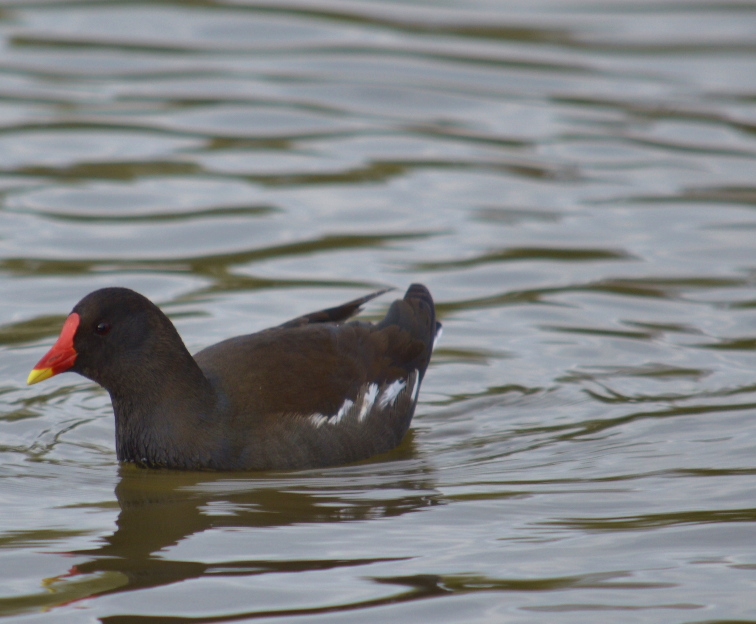 Mr Moorhen 1 1