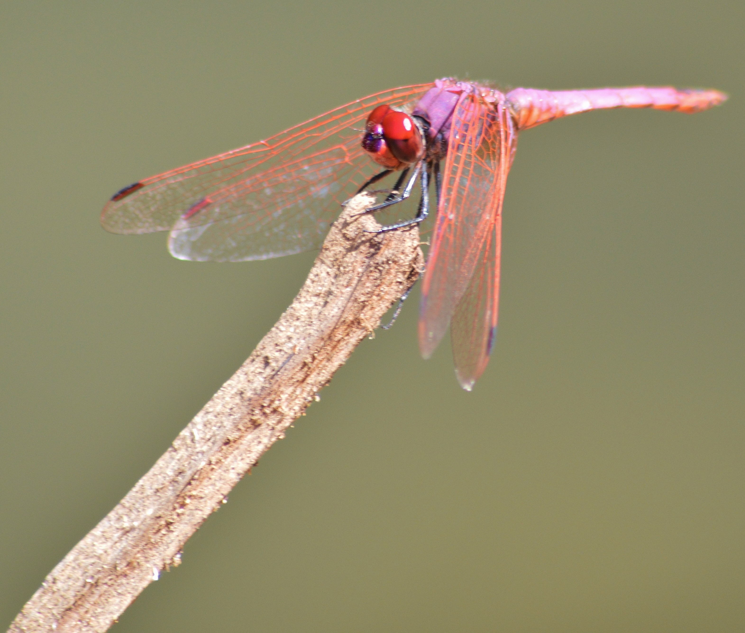 Dassia dragonfly August 2014 2 4