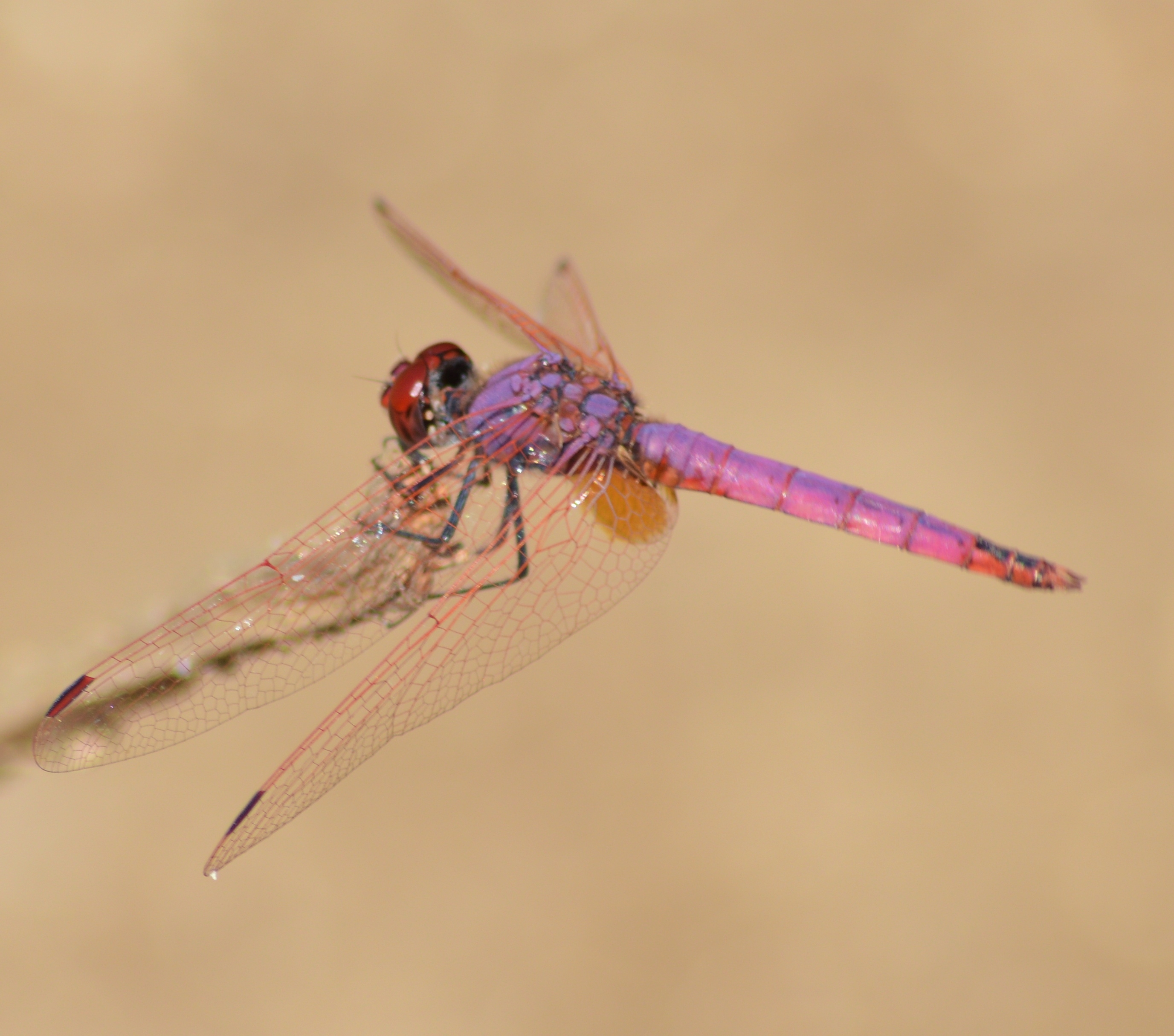 Dassia dragonfly August 2014 3 3