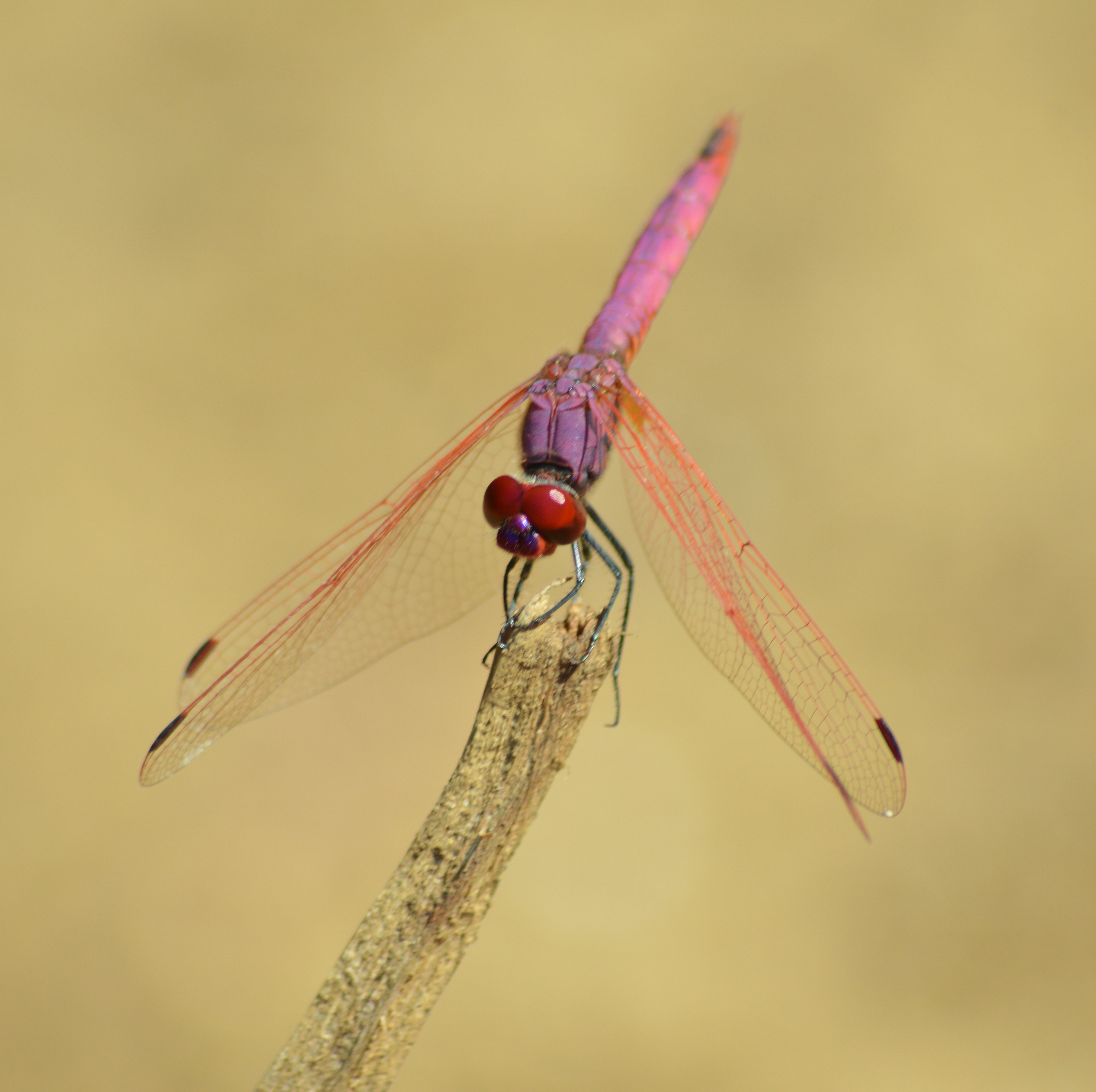 Dassia dragonfly August 2014 3 5