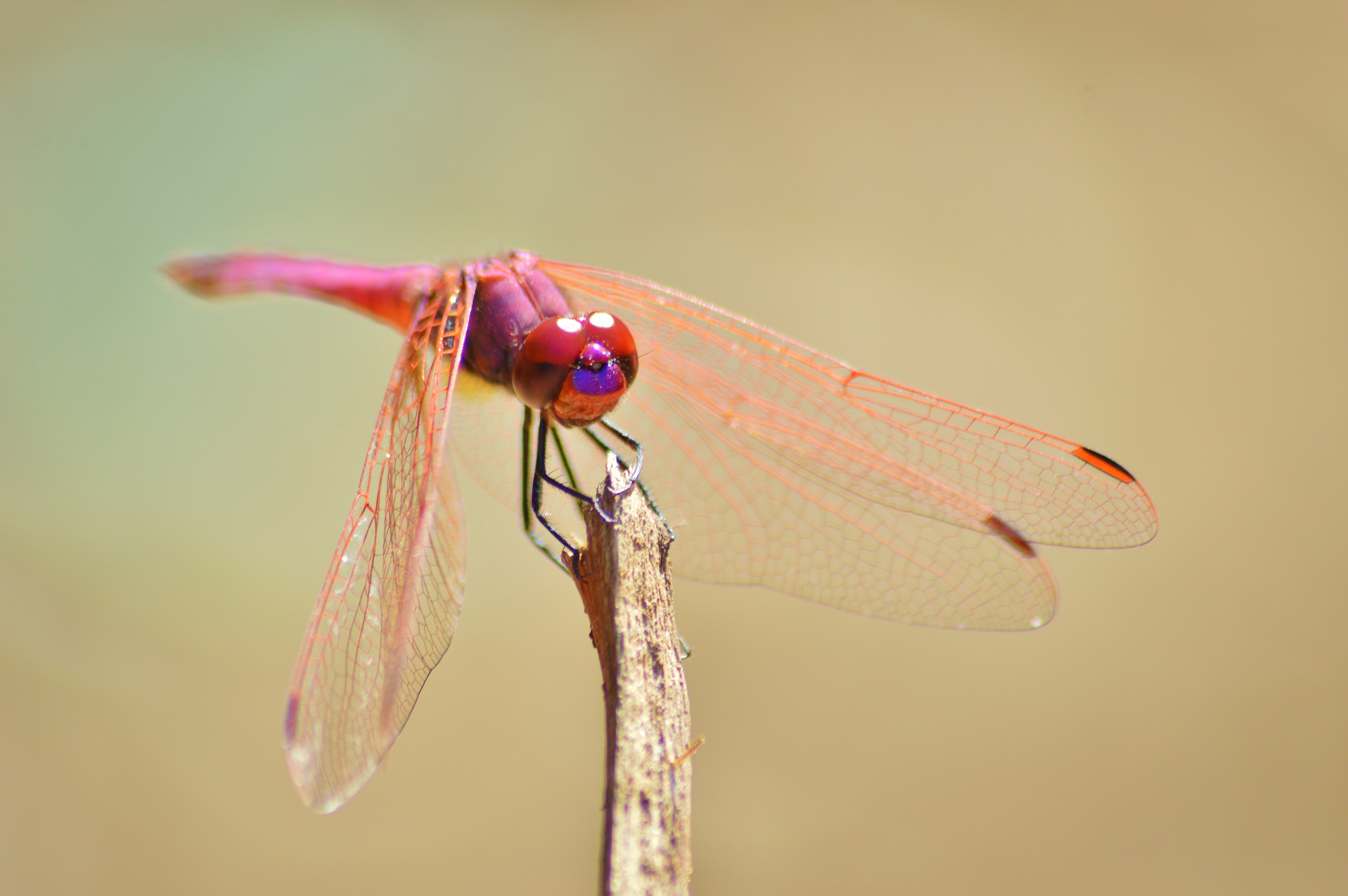 Dassia dragonfly August 2014 3 6