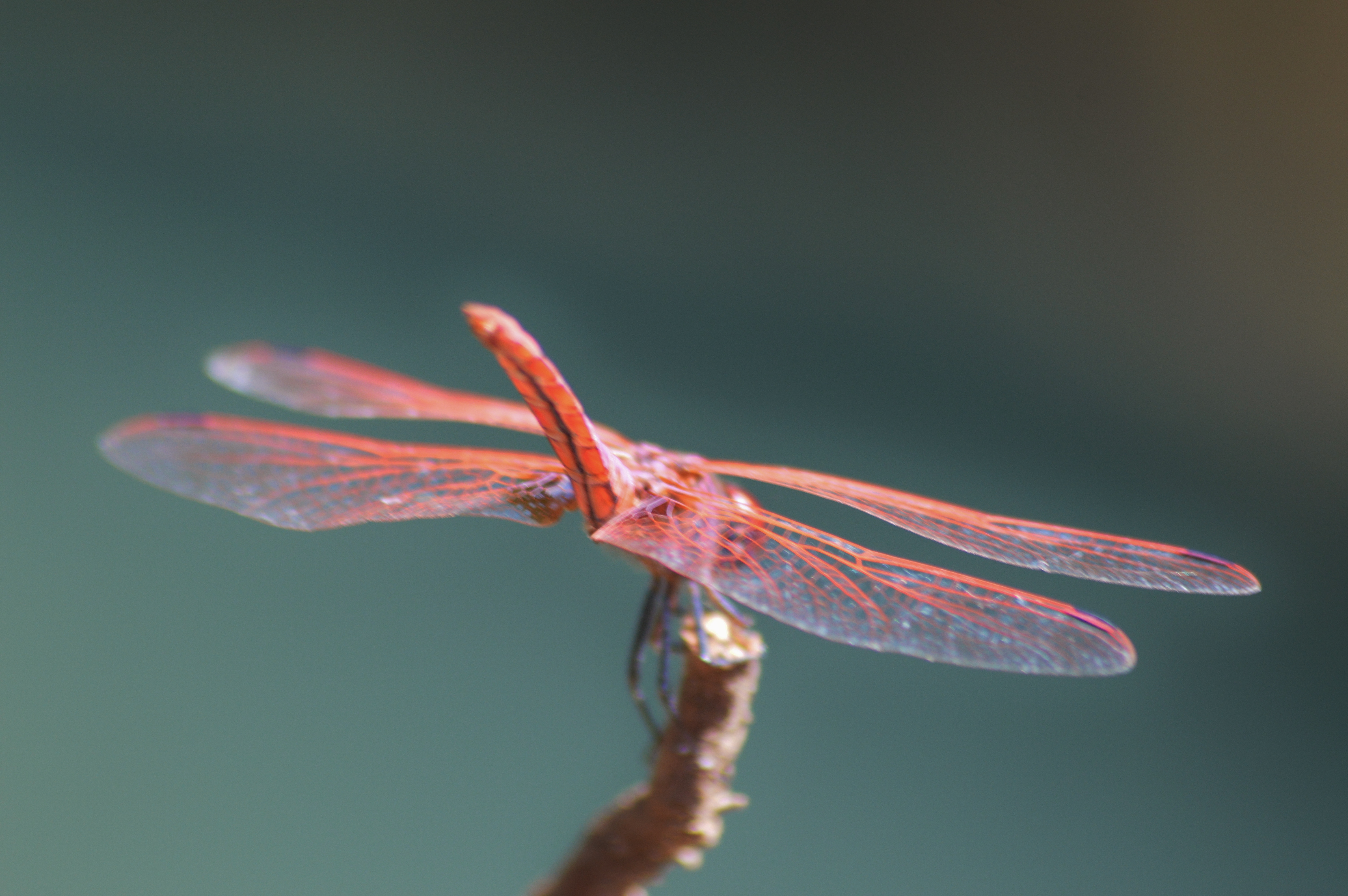 Dassia dragonfly August 2014 4 7