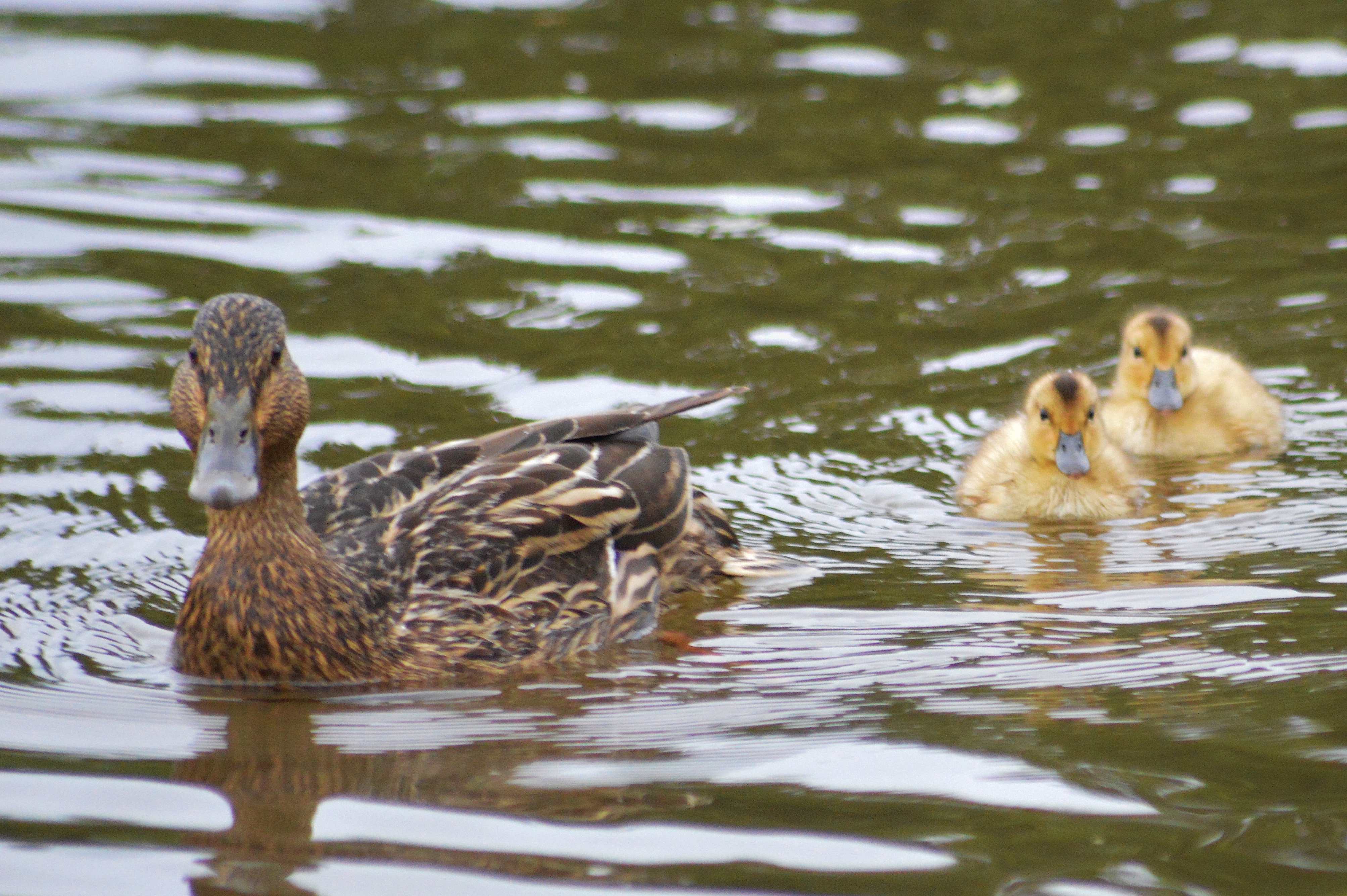 Ducklings June 2014 1 3