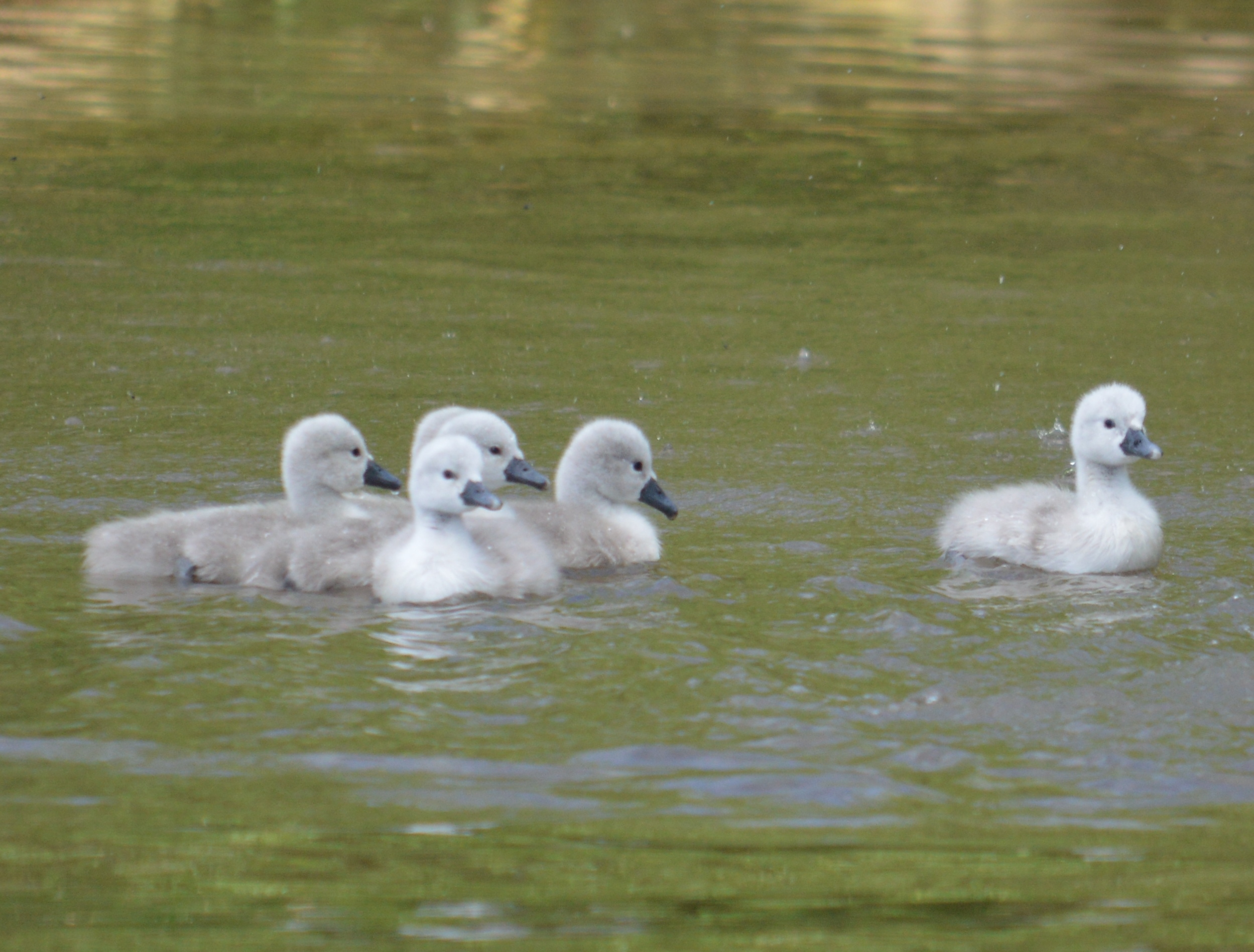 Cygnets Shropshire May 2014 4 4