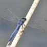 Dassia dragonfly August 2014 5 1