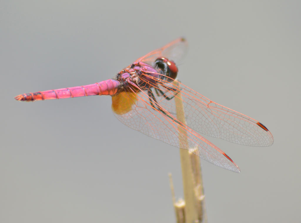 Dassia dragonfly August 2014 6 3