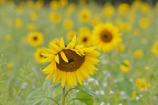 Fell asleep amongst the flowers 2 6