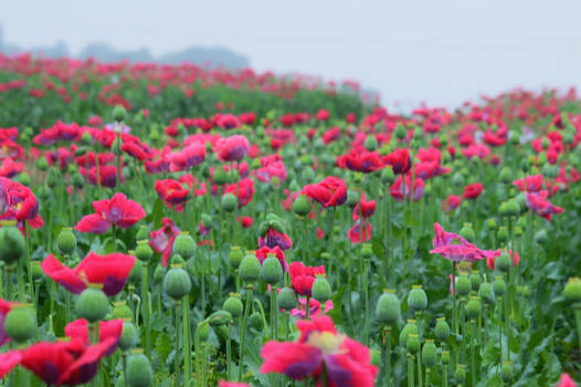 Fell asleep amongst the flowers 3 4