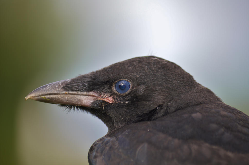 Fledgling Jackdaw June 2014 1 4