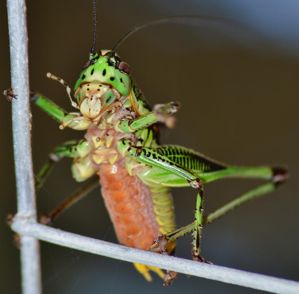 Dancing grasshopper 2 6