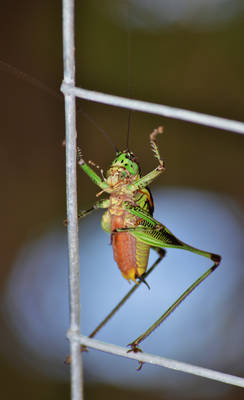 Dancing grasshopper 2 7