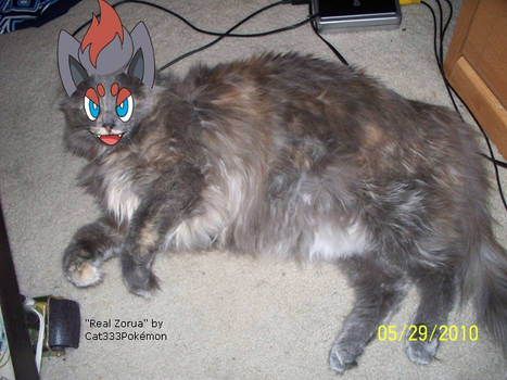 Real Zorua