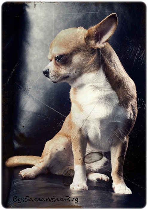 chihuahua