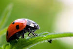 Coccinella septempunctata by BorislavKostov