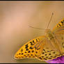 Argynnis pandora I