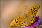 Argynnis pandora I by BorislavKostov