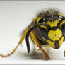 Vespula germanica