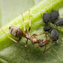 The ant and the aphids