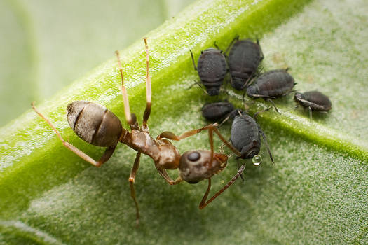 The ant and the aphids