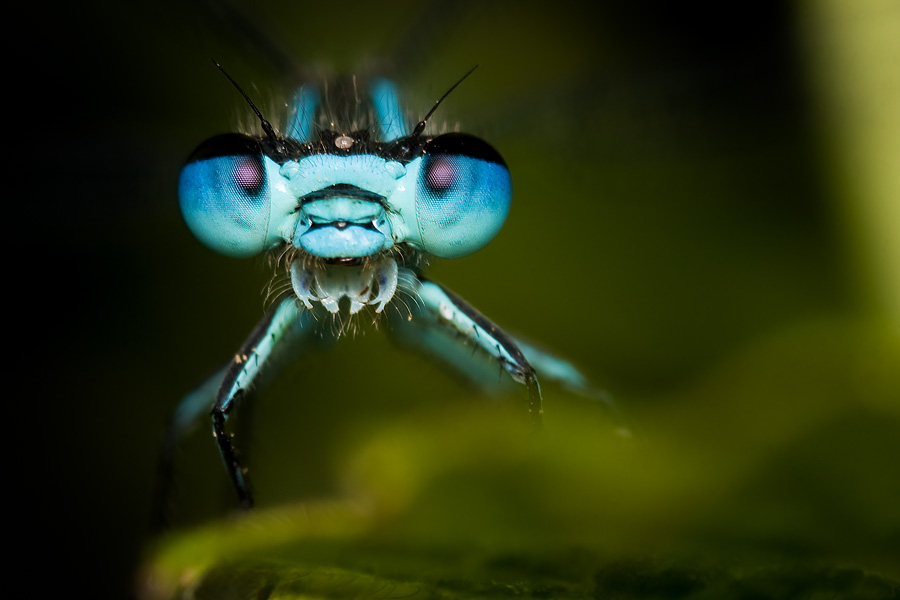 What are you staring at me