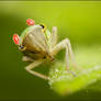 Cicada' and mites I