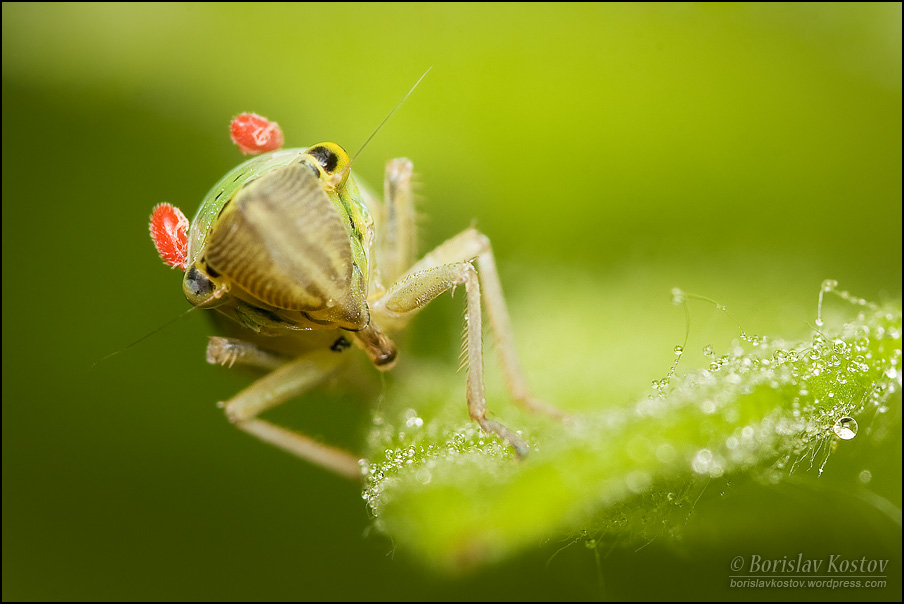 Cicada' and mites I