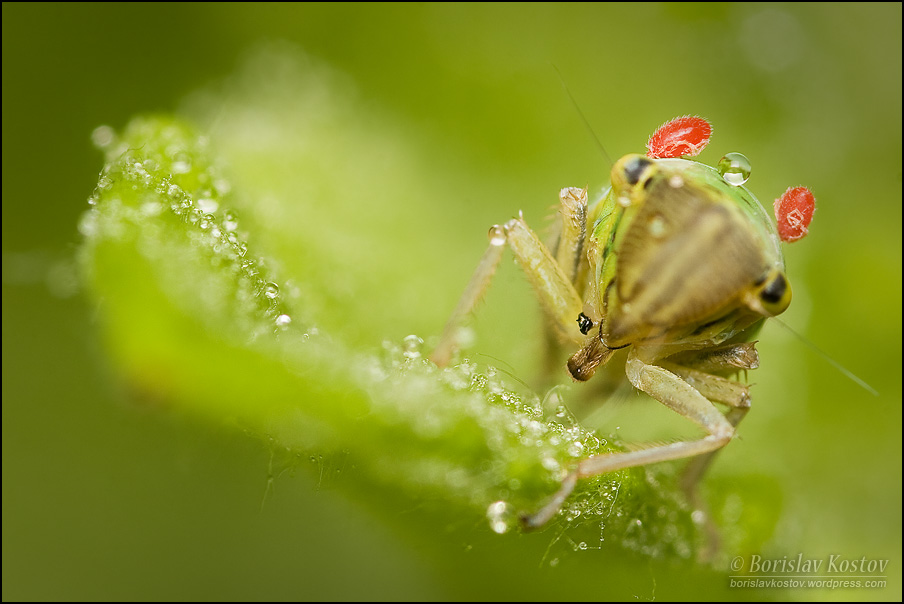 Cicada' and mites III by BorislavKostov on DeviantArt