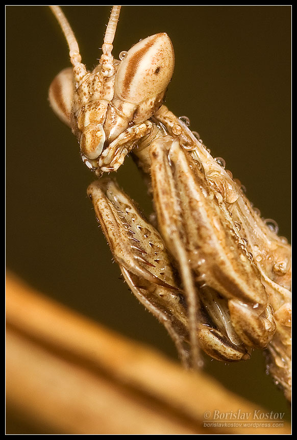 Praying Mantis I