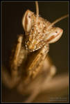 Praying Mantis II by BorislavKostov