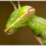 Praying Mantis 2 I