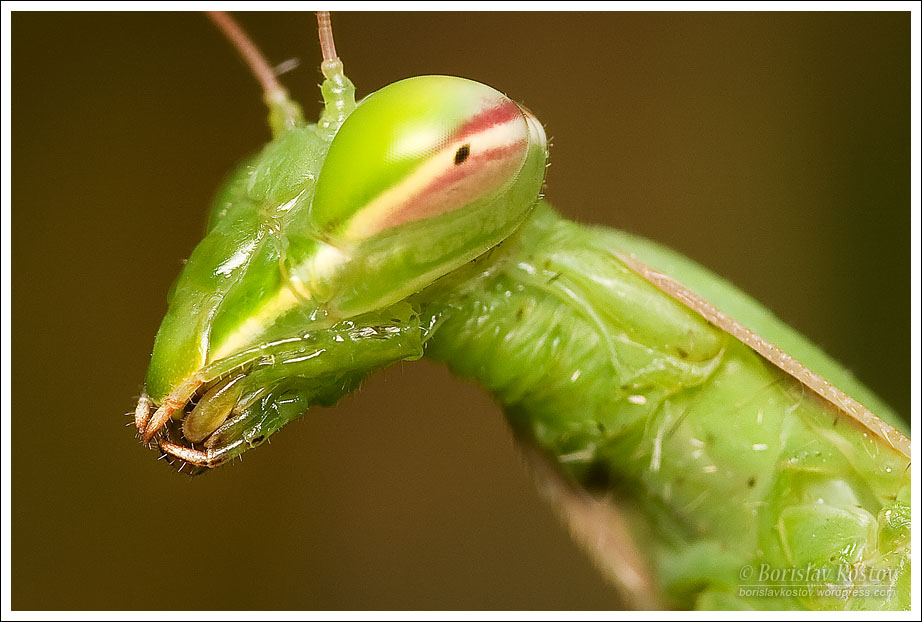 Praying Mantis 2 I
