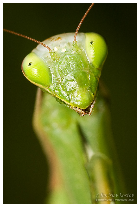 Praying Mantis 2 II