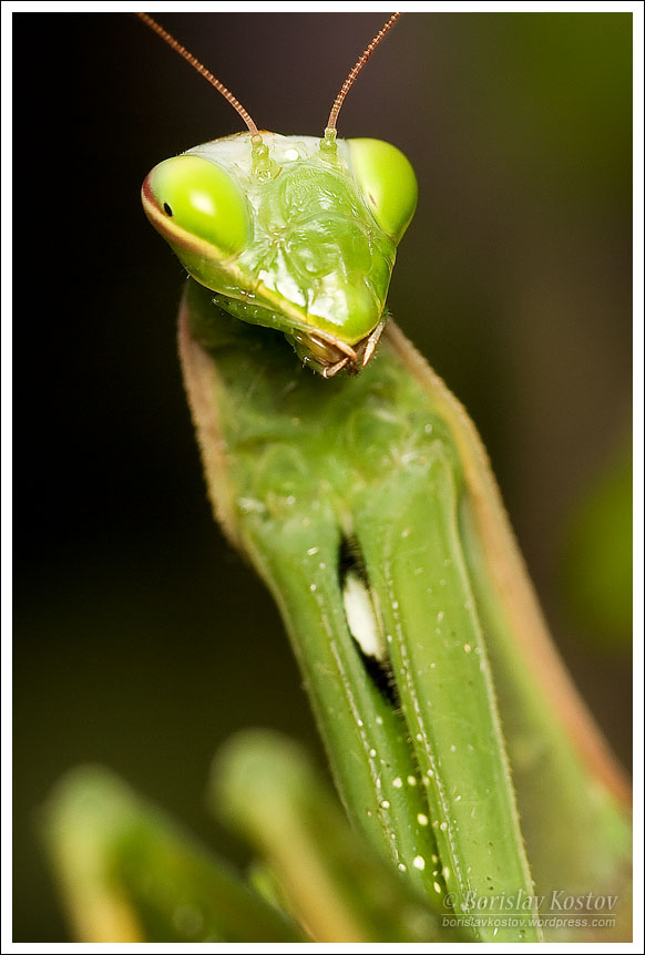 Praying Mantis 2 III