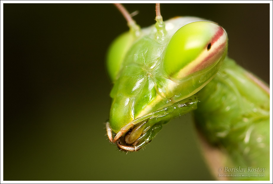 Praying Mantis 2 V